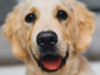 Neatļautas vielas klātbūtne “Dogo” suņu barībā raisa jautājumus par kvalitātes kontroli uzņēmumā